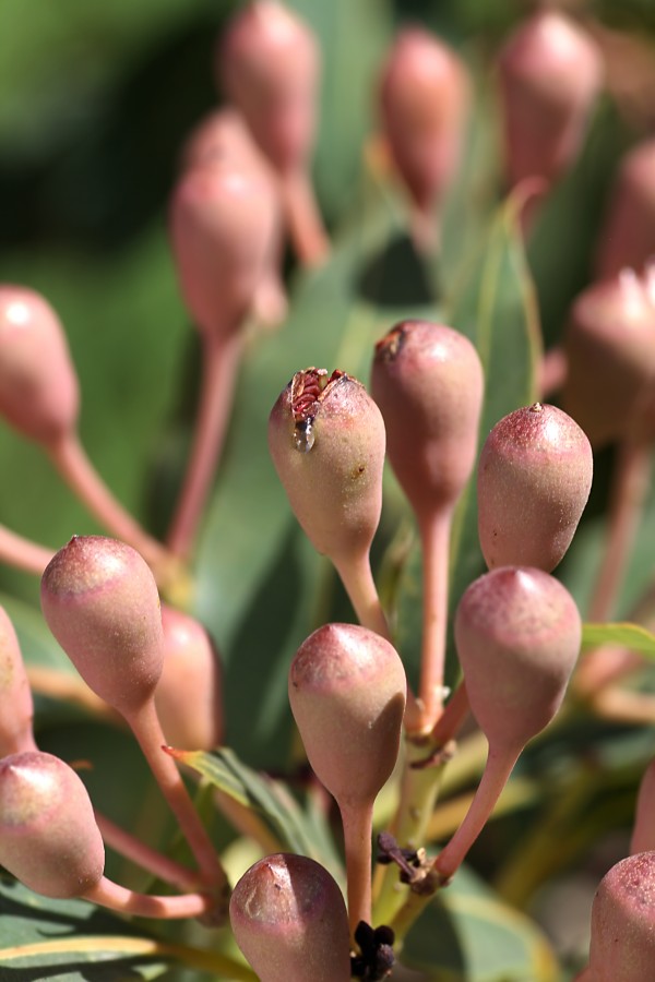 Eucalyptus Tree Buds by Joy Watson